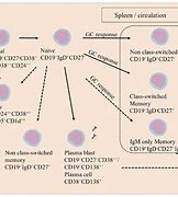 Image result for Switched Memory B Cells