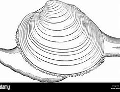Image result for Soft Shell Clams