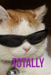 Image result for Calm Cat Meme