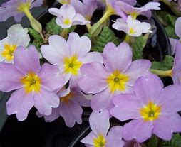 Image result for Primula vulgaris