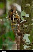 Image result for Forest Dragon Lizard