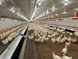 Image result for Industrial Chicken Farm