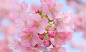 Image result for Pink Blossom Wallpaper