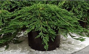 Image result for Juniperus horizontalis Pancake