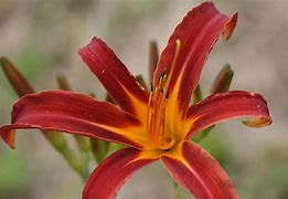 Image result for Hemerocallis Tigereye Spider