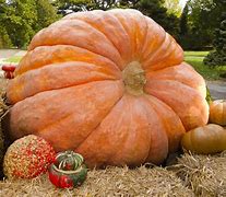 Image result for Heaviest Pumpkin
