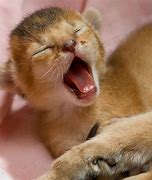 Image result for Kitten Yawning
