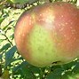 Image result for Rusty Coat Apple's