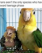 Image result for Icon Bird Meme