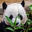 Image result for Giant Panda Wallpaper