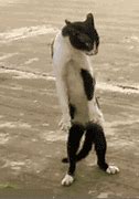 Image result for Happy Dancing Cat Meme