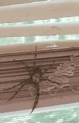 Image result for False Black Widow Spider Male
