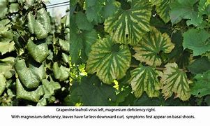 Image result for Grapevine Leaf Roll Disease