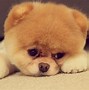 Image result for Cute Happy Puppy