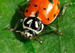 Image result for Real Ladybug