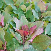 Image result for Cotinus coggygria