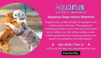 Image result for Aquarius Dog