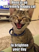Image result for Happy Cat Meme Orange