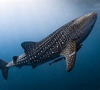 Image result for Biggest Fish Species