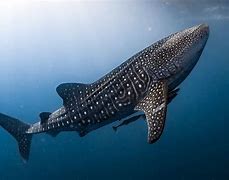 Image result for World's Largest Fish