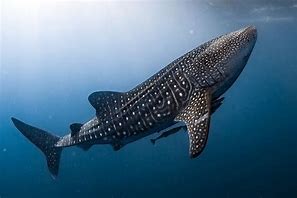 Image result for World Record Biggest Fish