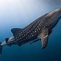 Image result for World Biggest Fish Shark
