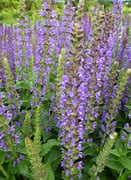 Image result for Salvia nemerosa A little Bit