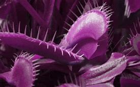 Image result for Carnivorous Plants Eating Human