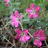Image result for Geranium Orkney Pink