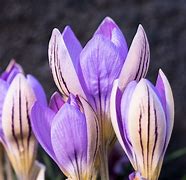 Crocus imperati ssp. imperati De Jager के लिए छवि परिणाम