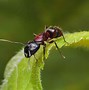 Image result for Ant Insect