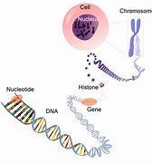 Image result for Difference Between DNA Chromosomes and Genes