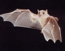Image result for Albino Bat