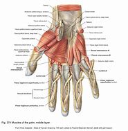 Image result for Hand Wrist Tendons