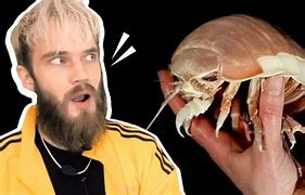 Image result for Isopod Rupert Meme