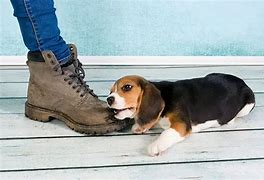 Image result for Dog Biting Ankles