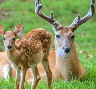 Image result for Deer Fawn Mythical