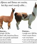 Image result for Thank You Llama Meme