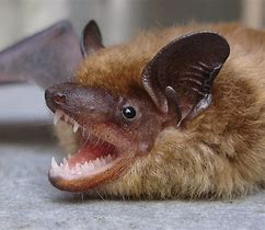 Image result for A Bat Animal