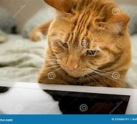 Image result for Cat Having a Tablet