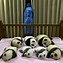 Image result for Chinese Baby Pandas