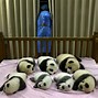 Image result for Giant Panda Baby