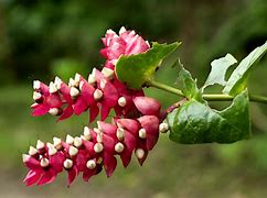 Image result for Costa Rica Flower That You Can Color