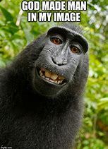 Image result for Monkey Memes Clean