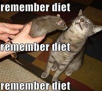 Image result for Funny Diet Images Cat