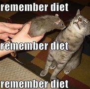 Image result for Diet Cat Meme