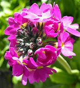 Image result for Primula denticulata Rubin