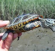 Image result for Malaclemys terrapin