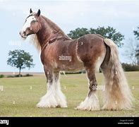 Image result for Red Roan Gypsy Vanner