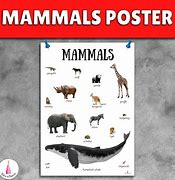Image result for Mammals Poster